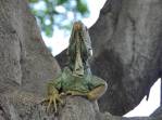 As famosas iguanas da Plaza Bolívar, em Guayaquil - Equador
